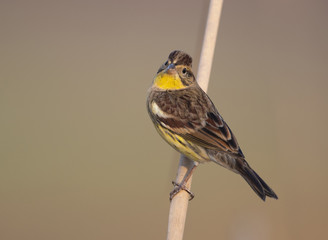 Yellow breasted bunting  a rare bird due to hunting  in ICUN Red list 