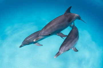 Obraz premium Dolphins playing around in a logoon in clear blue water