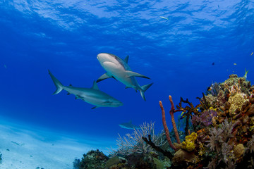 Obraz premium Caribbean Reef Shark swimming above colorful reef and corals in clear blue water