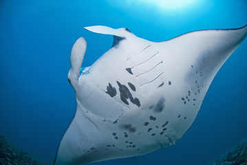 Manta ray showing the belly with its unique markings in blue water