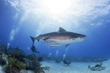 Fototapeta premium Tiger shark bottom view with scuba divers and the sun in the background in clear blue water