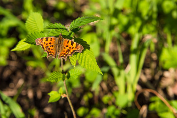 Obraz premium Beautiful butterfly Aglais urticae on green grass background close-up, top view