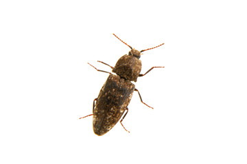 Click beetle Agrypnus murinus on a white background