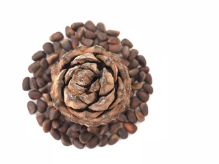 Cones and pine nuts
