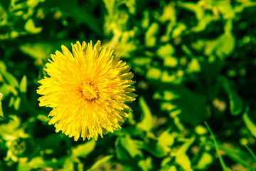 Beautiful dandelion close-up on a green natural background - top view, copy space