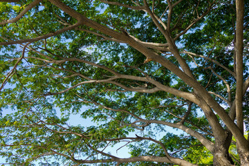 tree on sky, forest, big tree, nature background