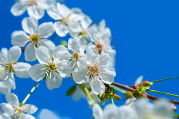 Beautiful branch of blossoming cherry and blue sky, copy space. Greeting card template