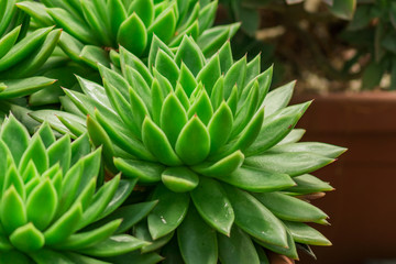 close up of pottet cactus, domestic garden