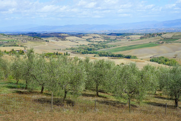 Fototapeta na wymiar Olive field, farming and gardering