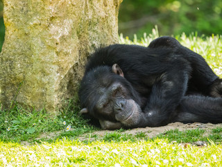 Chimpanzé à dos argenté