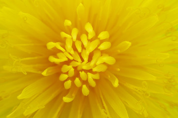dandelion yellow flower texture
