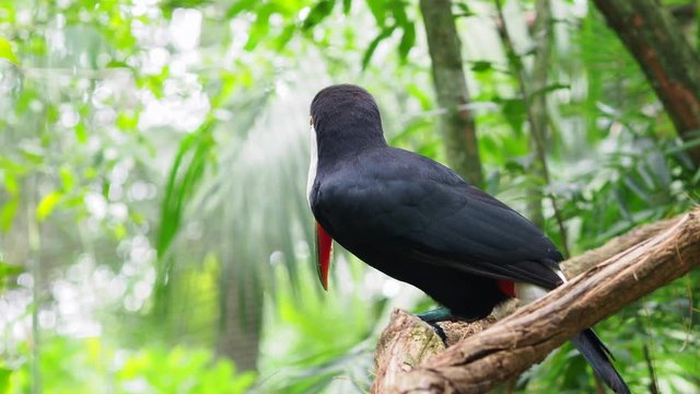 Exotic toucan bird in natural setting, Iguazu Falls, Brazil.