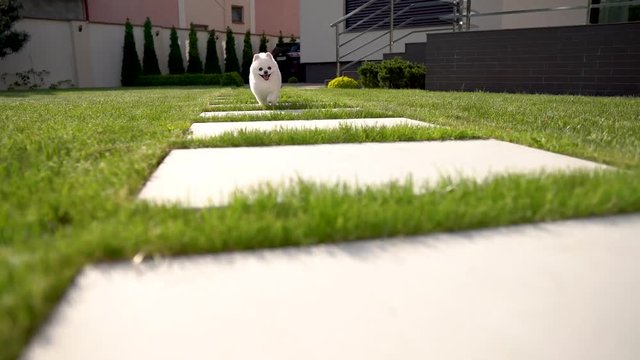 Two pomeranian spitz dogs runs on a wide tile on the grass after a girl. Backyard with a house on the background.