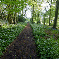 Wild garlic in the woods - spring evening light in the beech woods near Idsworth, South Downs, Hampshire, UK