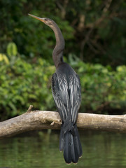 Anhinga anhinga - Aninga americana