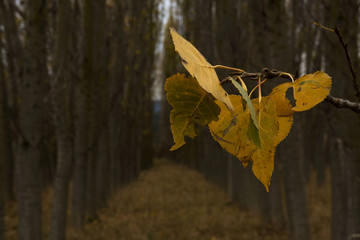 Obraz premium autumn colours