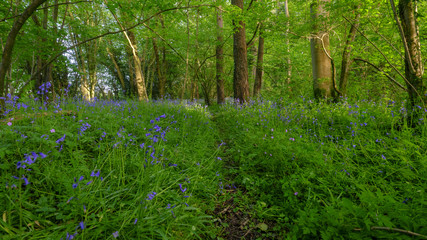 Spring evening light in the woods near Hoe Hate, South Downs, Hampshire, UK