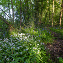 Spring evening light in the woods near Hoe Hate, South Downs, Hampshire, UK
