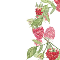Hand drawn watercolor painting raspberry on white background. Frame Botanical illustration. Card design with flowers and leaf.