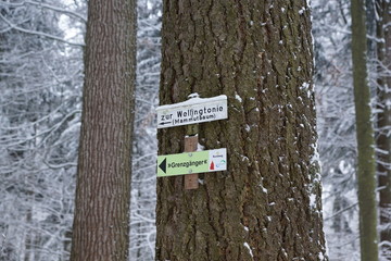 Wald in Winterzeit am Weihnachten in Landkreis in Tuttlingen