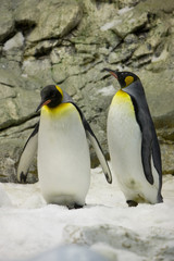 Aptenodytes patagonica - Pinguino reale