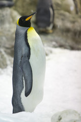 Fototapeta na wymiar Aptenodytes patagonica - Pinguino reale