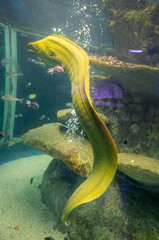 Murène verte du seaquarium au grau-du-roi (Camargue, France)