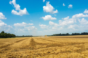 Fototapeta na wymiar Polish harvest. The harvester mows the grain and the tractor is waiting next to the wheat. View of stubble in the summer time
