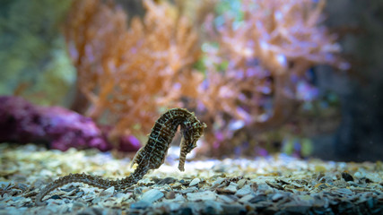 Plan large d'un hippocampe au fond de l'eau