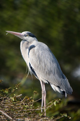 Ardea cinerea - Airone cenerino