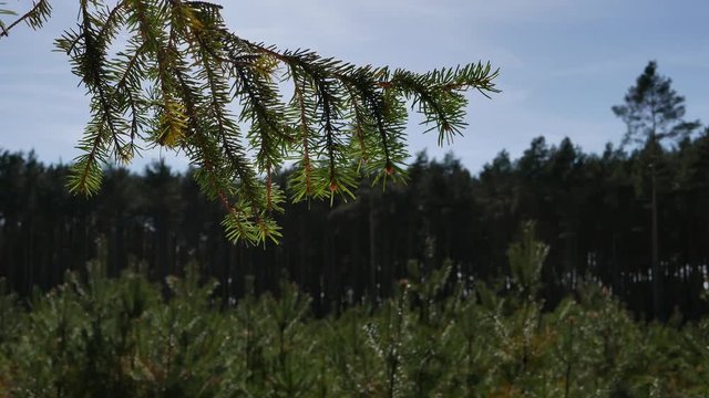 Conifer twig are swaying in the wind. 4K video.