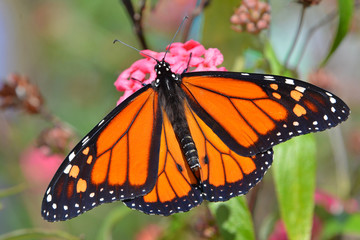 Monarch Butterfly