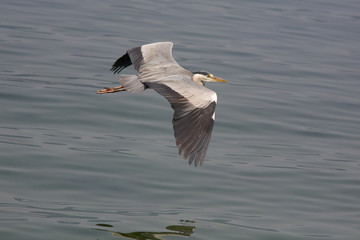 Ardea cinerea - Airone cenerino