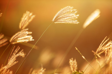 reed grass with golden sunset light background.
