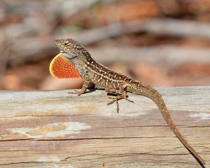 Brown Anole