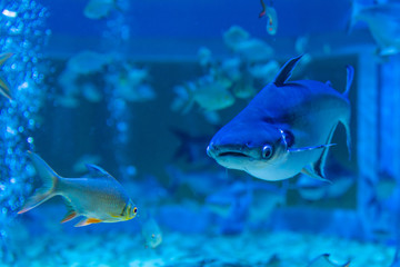 Iridescent shark in a private aquarium