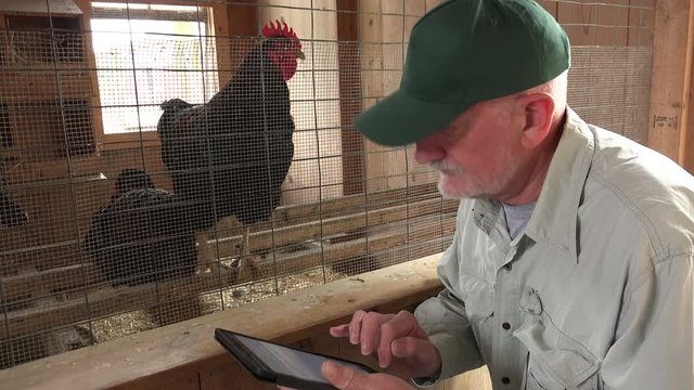 Chicken farmer using a tablet in a chicken coop