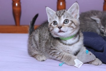 ADORABLE BROWN TABBY KITTEN