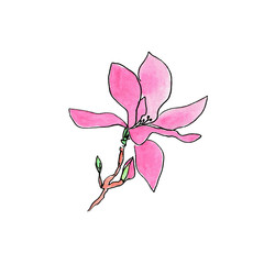 Magnolia flowers. Watercolor pink flower. Spring magnolia blossom. Single isolated flower.