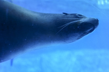 seal on the water