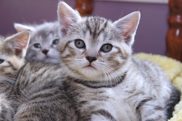 ADORABLE BROWN TABBY KITTEN