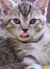 ADORABLE BROWN TABBY KITTEN