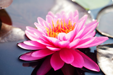 beautiful pink lotus flower blooming in pond