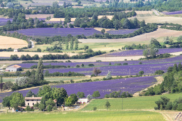 Big lavender fields in Provence, France