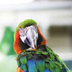 Large colored parrot. Macaws. Birds © Stasiuk