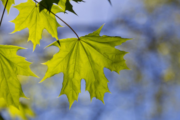 Obraz premium Maple leaves on natural blue background