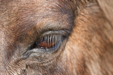Fototapeta premium closeup photo of a Konik wild horses eye