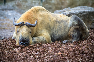 Golden takin in a Zoo, Berlin