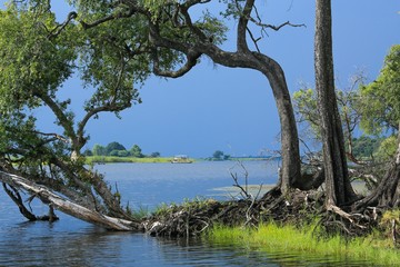 Fototapeta na wymiar Botswana Riverscape