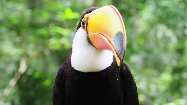Exotic toucan bird in natural setting at Iguazu Falls, Brazil, close up.